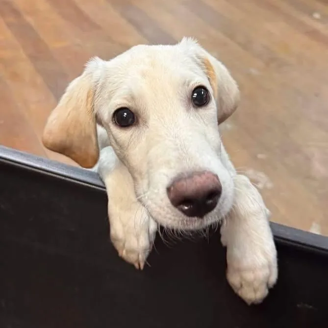 A baby medium-sized male Yellow / Tan / Blond / Fawn Labrador Retriever dog named Tanner for adoption in Elkton, MD