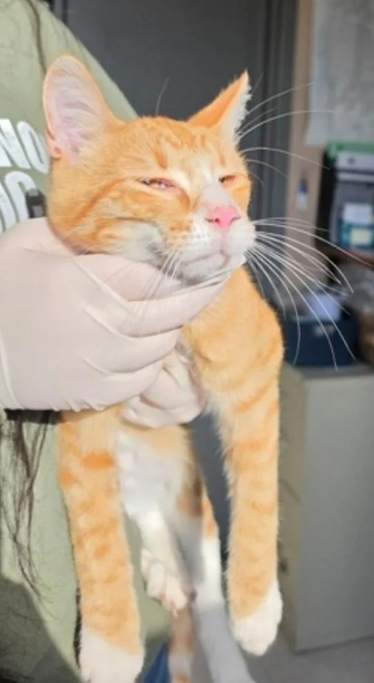 A young small-sized male Orange & White Domestic Short Hair cat named Darylq for adoption in Metamora, IL