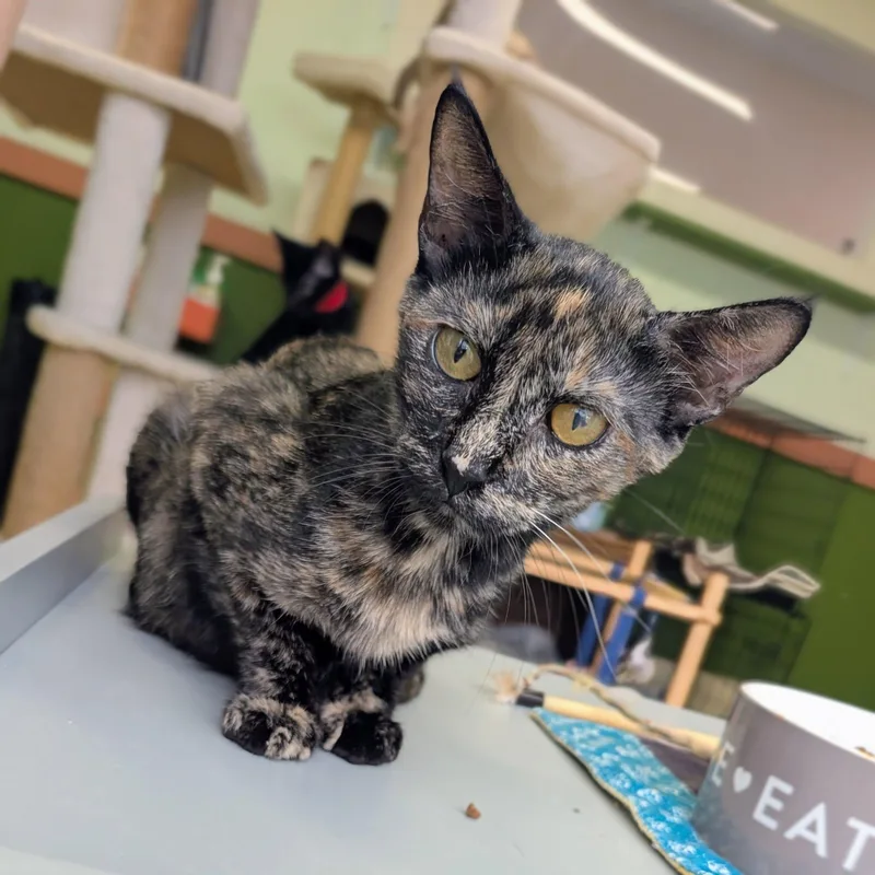 An adult medium-sized female Domestic Short Hair cat named Tortellini for adoption in Newburgh, IN