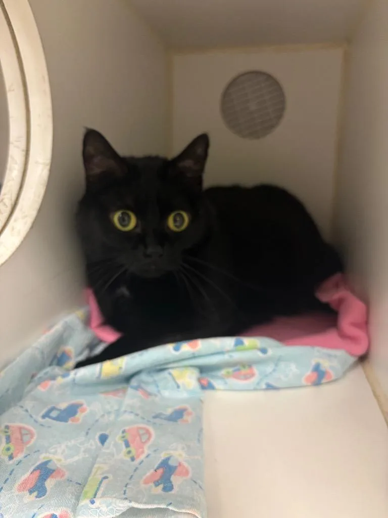 An adult medium-sized female Domestic Short Hair cat named Lucky for adoption in Johnson City, TN