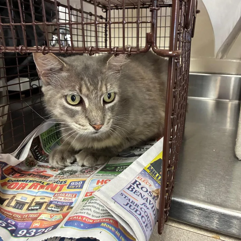 An adult large-sized male Gray / Blue / Silver Domestic Short Hair cat named Rizzz for adoption in San Antonio, TX