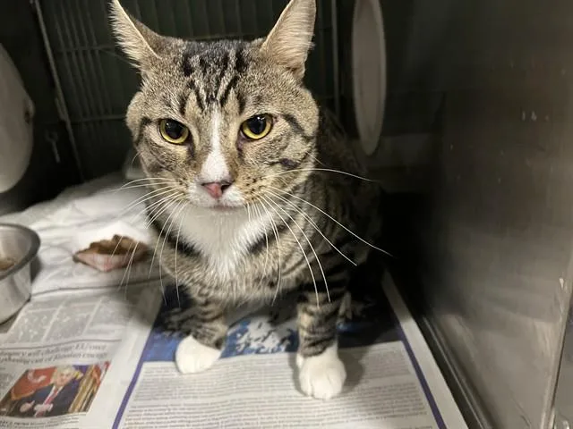A young medium-sized male Domestic Short Hair cat named Robbie for adoption in Downey, CA