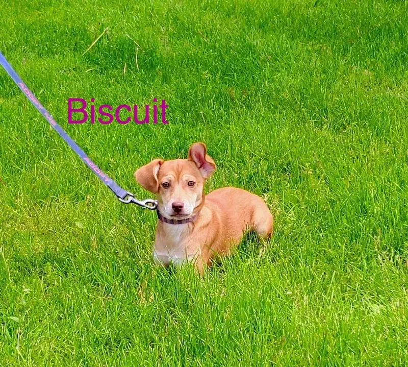 Biscuit