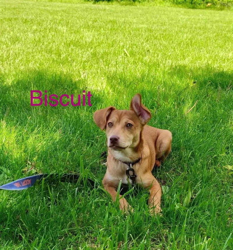 Biscuit thumbnail 2