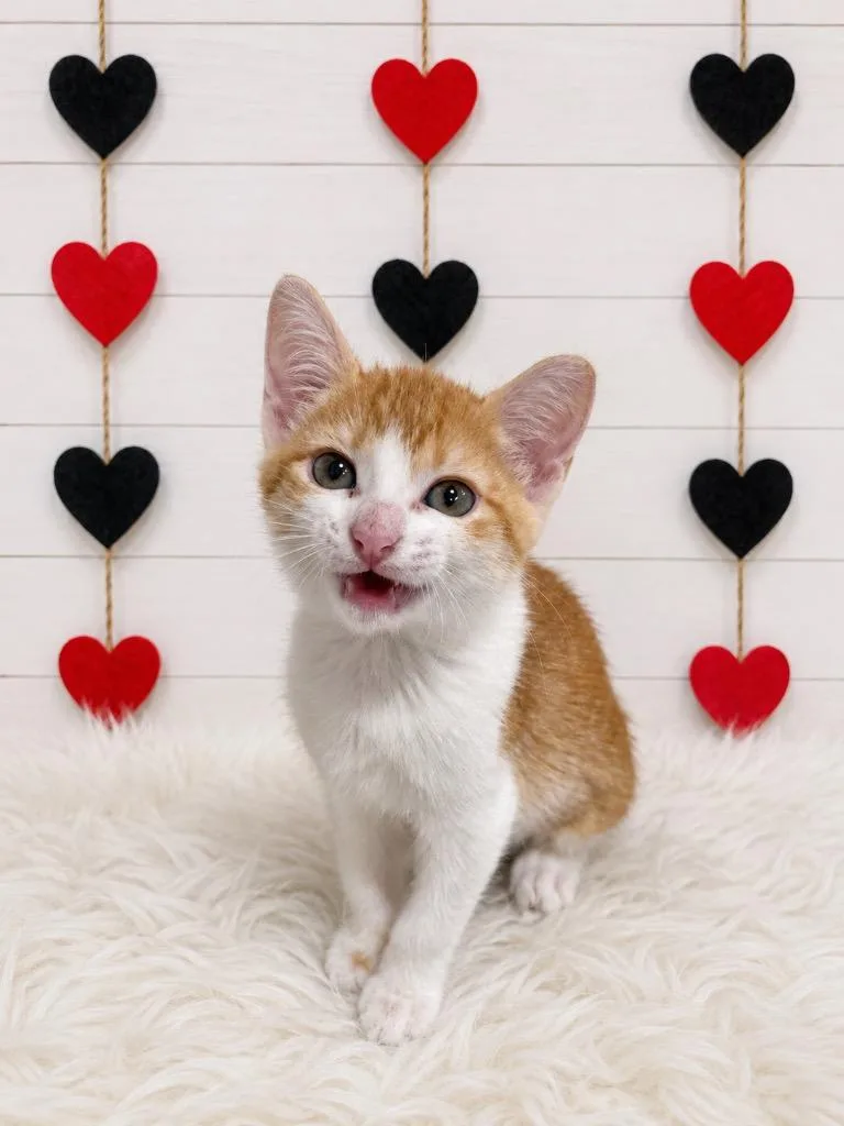 A baby small-sized female Domestic Short Hair cat named Hari for adoption in Corpus Christi, TX