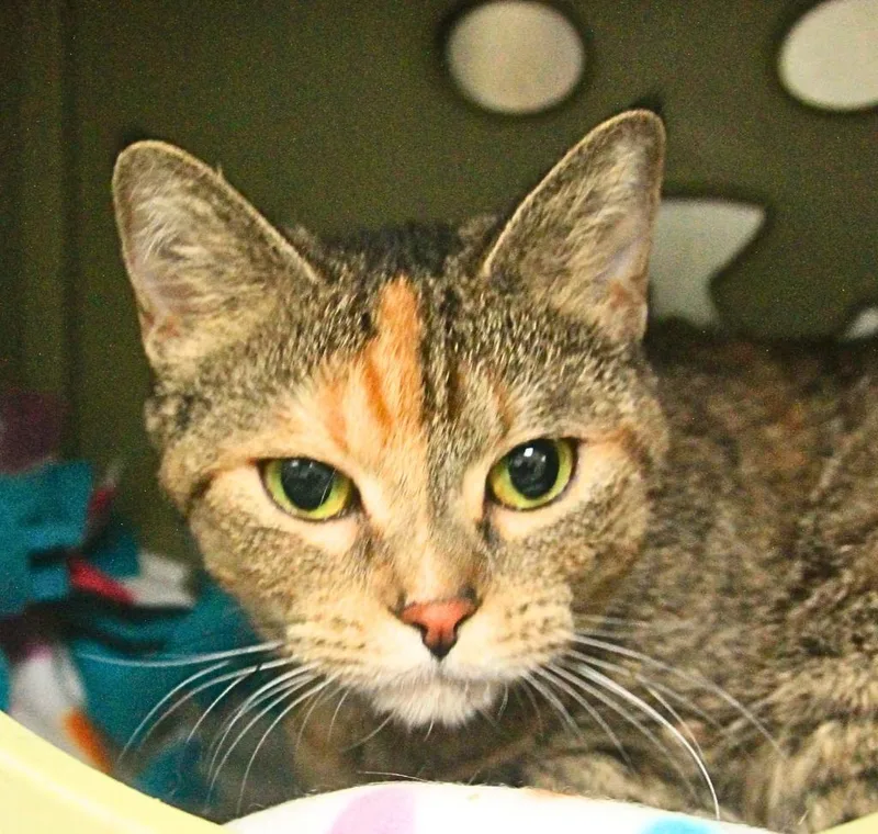 An adult small-sized female Domestic Short Hair cat named Tazmina for adoption in Utica, MI