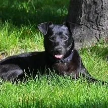 A young small-sized female Black Chihuahua dog named Tabatha for adoption in Deerfield, IL