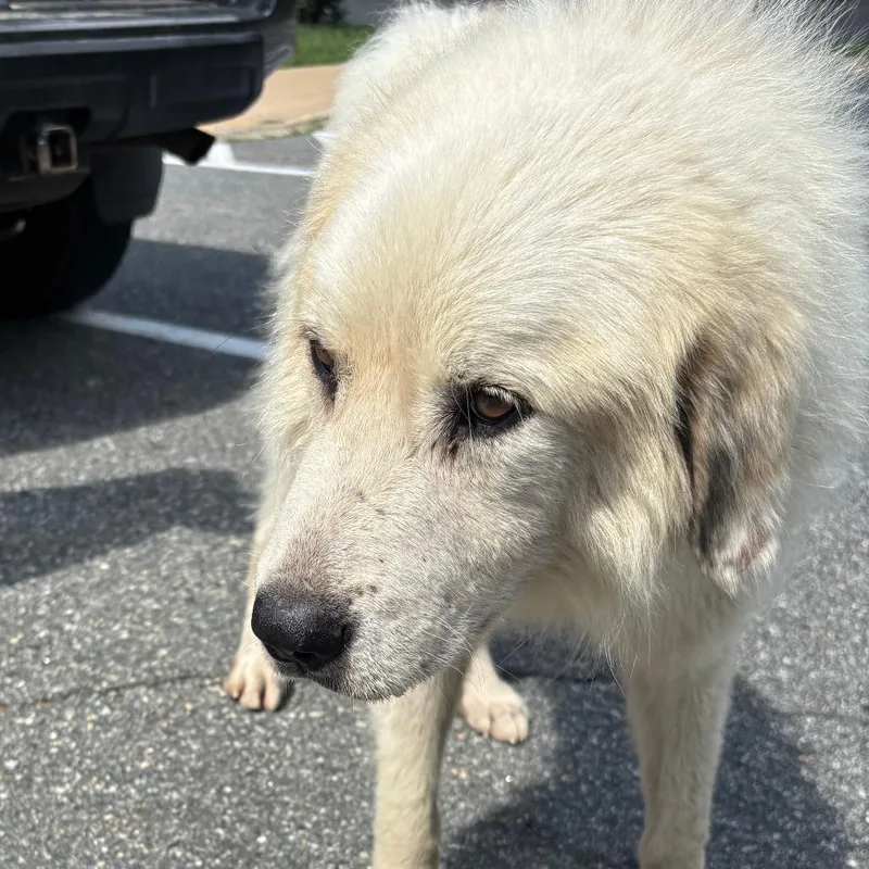 An adult large-sized male White / Cream Great Pyrenees dog named Miller for adoption in Charlottesville, VA