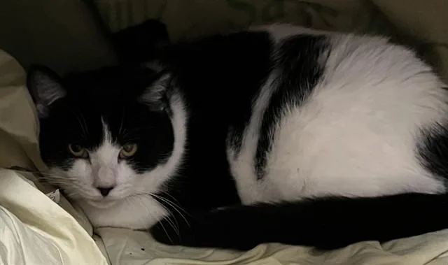 A young medium-sized male Domestic Short Hair cat named Cricket for adoption in Boston, MA
