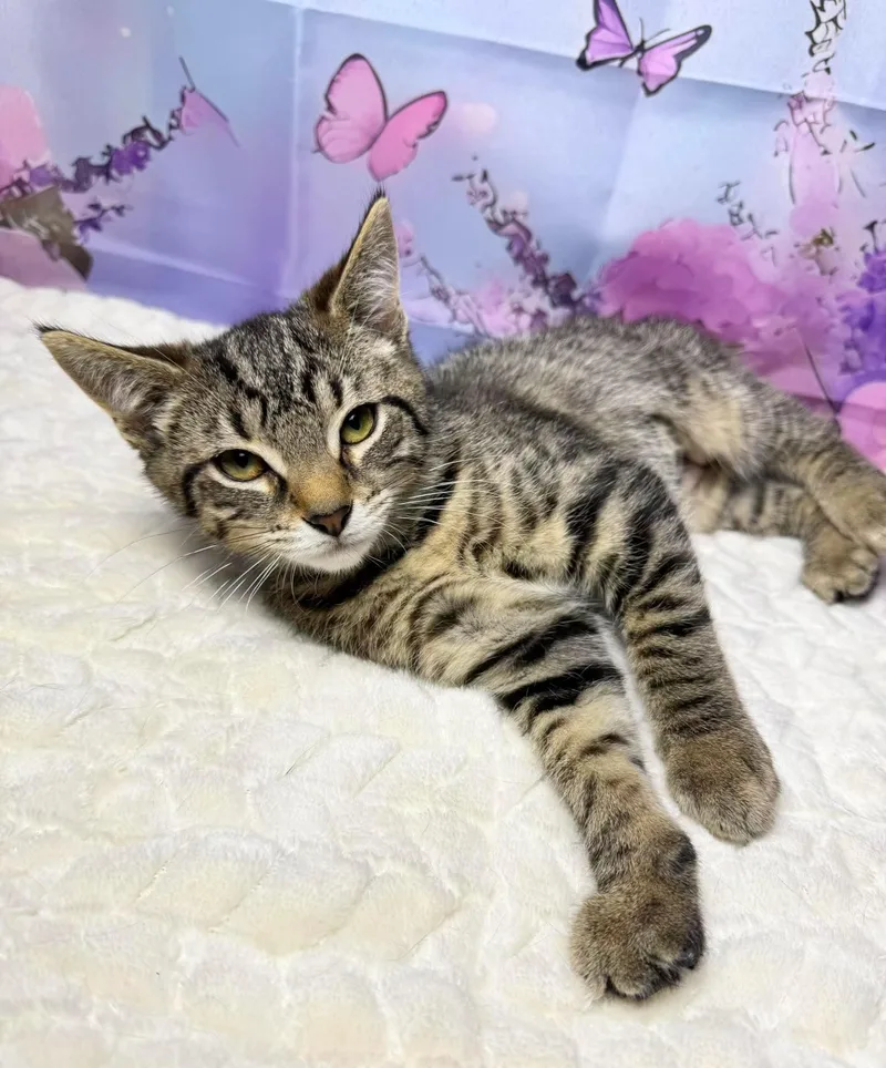 A baby medium-sized female Tabby (Brown / Chocolate) Tabby cat named Crunch for adoption in Greensburg, PA