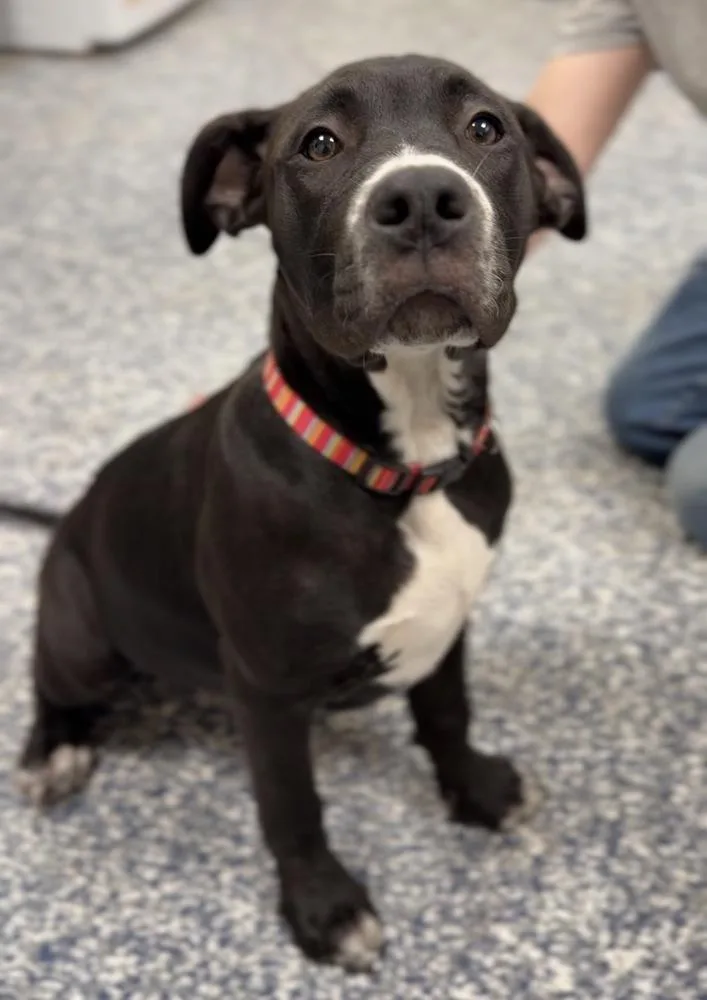 A baby medium-sized female Tricolor (Brown, Black, & White) Mixed Breed dog named Bella for adoption in Bemidji, MN