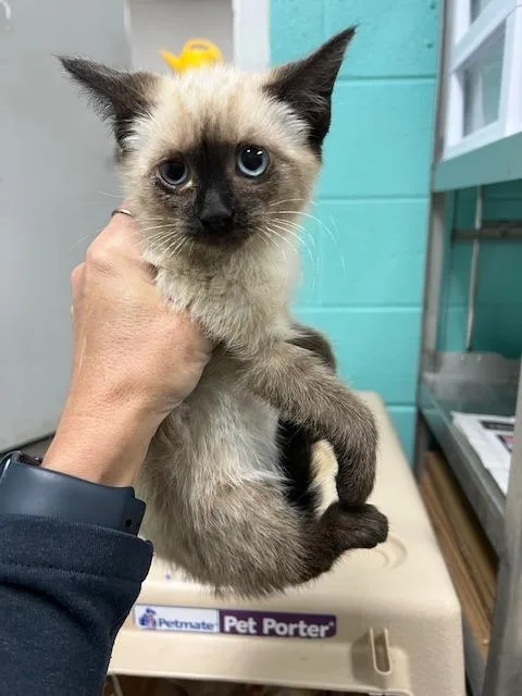 A baby small-sized female Siamese cat named Nova  EOD  for adoption in Chickamauga , GA