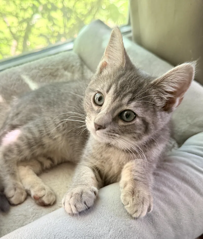 A young medium-sized female Dilute Tortoiseshell cat named Celine for adoption in Manchester, MD