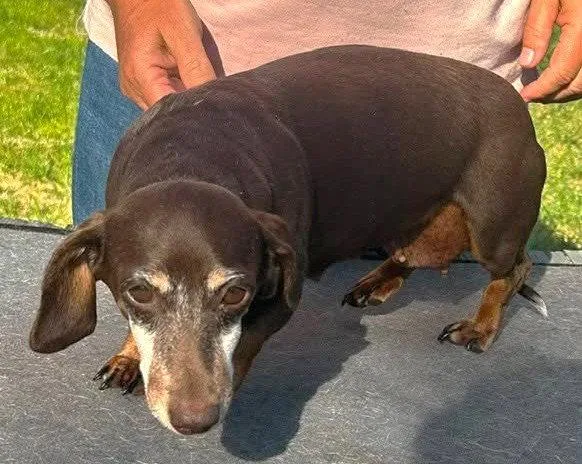An adult small-sized female Dachshund dog named Olivetta Doxie TX for adoption in Boonton, NJ