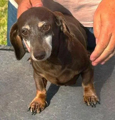 Olivetta Doxie TX thumbnail 2
