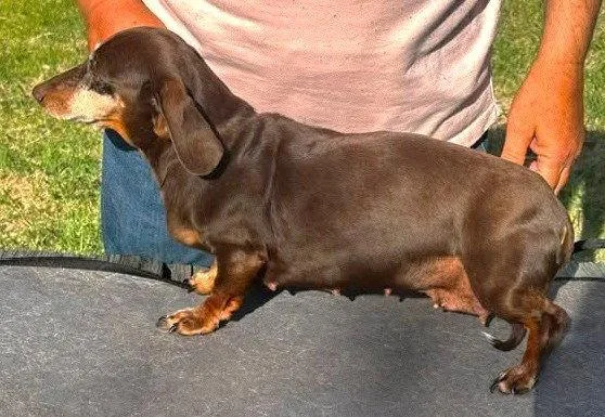 Olivetta Doxie TX thumbnail 3