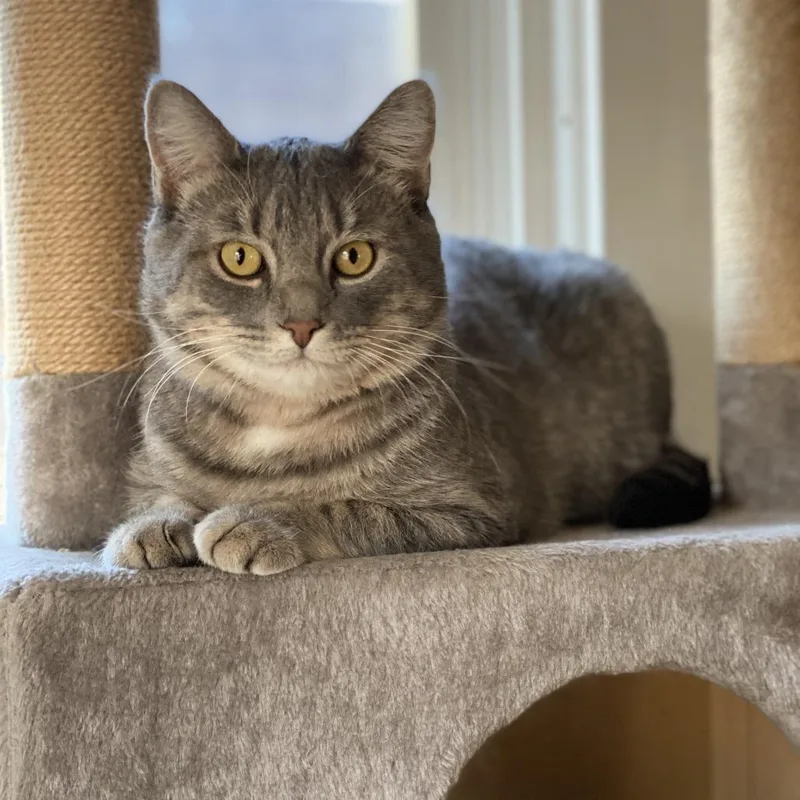 An adult small-sized male Brown / Chocolate Domestic Short Hair cat named Wolfie C for adoption in Princeton, MN
