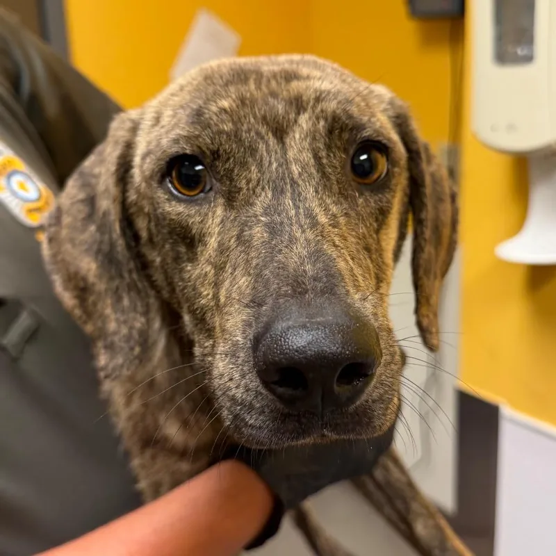 A baby medium-sized male Brindle Coonhound dog named Ponyboy for adoption in Norman, OK