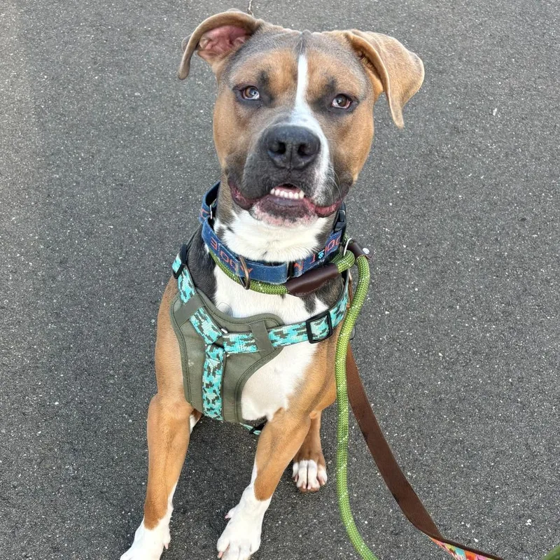 An adult large-sized male Gray / Blue / Silver Boxer dog named Ace for adoption in Branford, CT