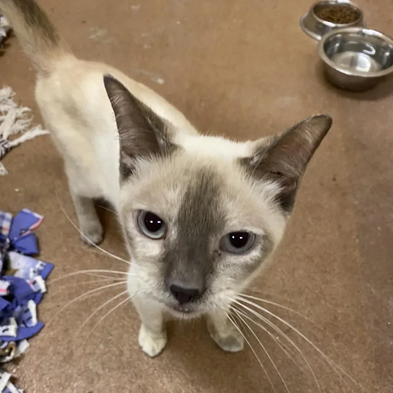 A senior medium-sized female Cream / Ivory Siamese cat named Alfreda for adoption in Los Angeles, CA