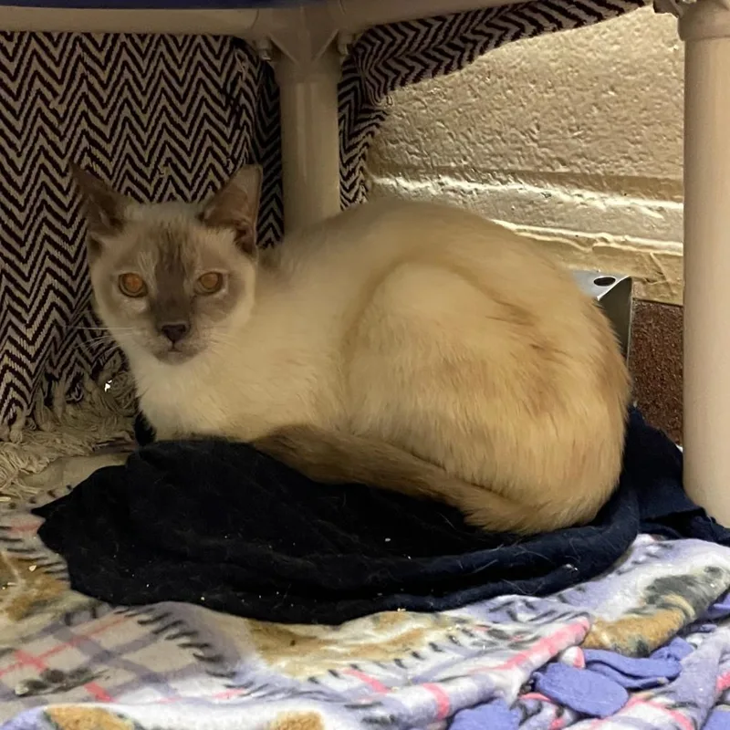 Alfreda thumbnail 4