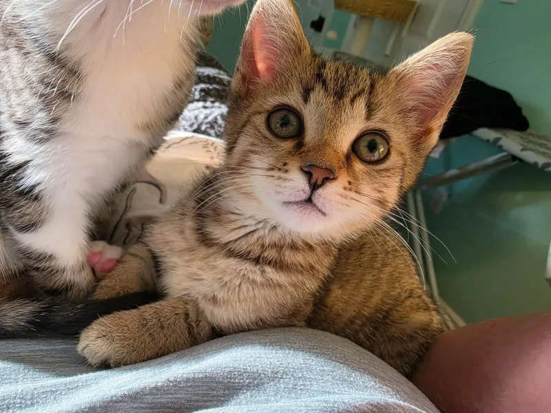 Millie