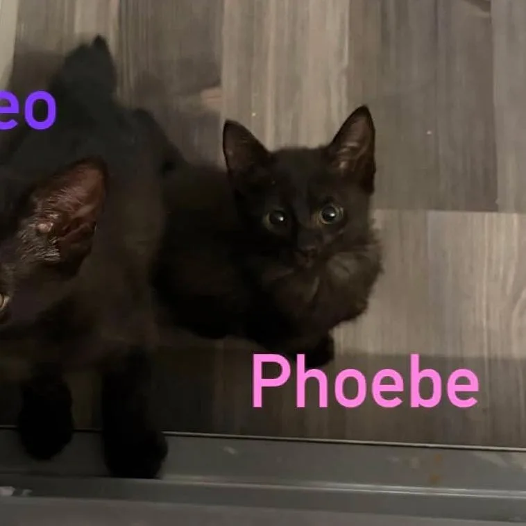 A baby medium-sized female Black Domestic Short Hair cat named Phoebe for adoption in Beulaville, NC