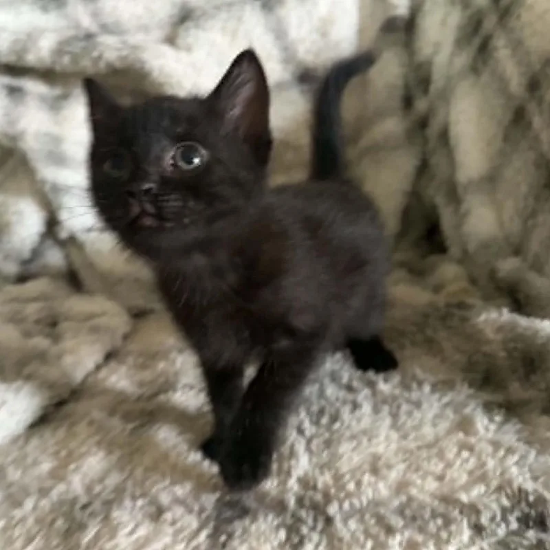 Phoebe thumbnail 3