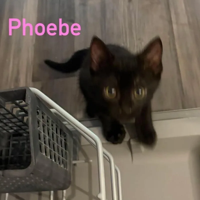 Phoebe thumbnail 5