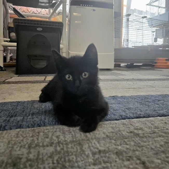 A baby small-sized female Black Domestic Short Hair cat named Enid for adoption in Sioux Falls, SD