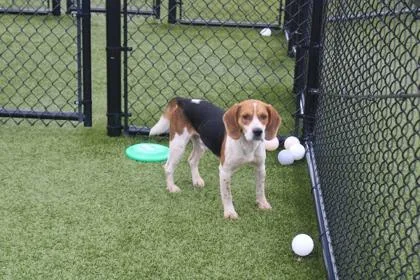 An adult medium-sized male Beagle dog named Todd for adoption in Kenansville, NC