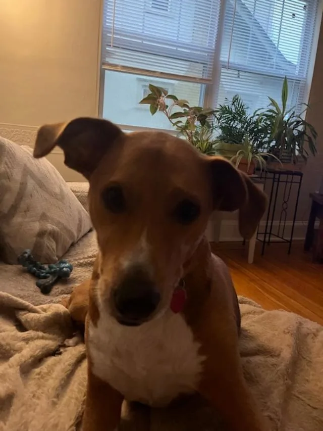 An adult large-sized female Beagle dog named Meryl for adoption in Louisville, KY