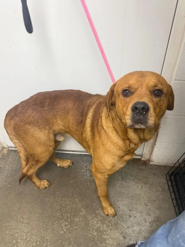 A young large-sized male Pit Bull Terrier dog named Pinhead Larry for adoption in Chickamauga , GA