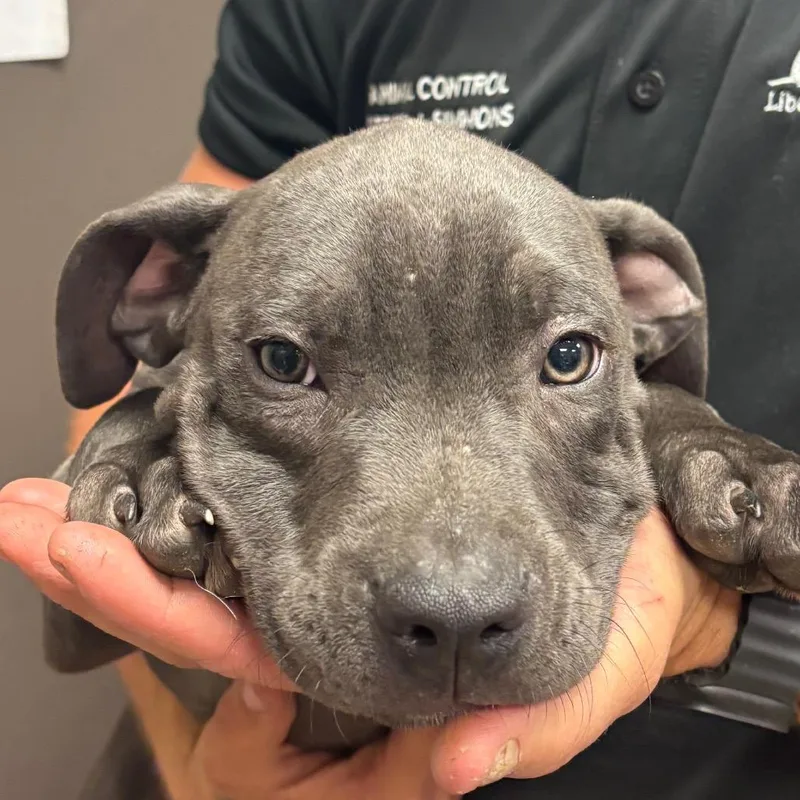 A baby small-sized male Pit Bull Terrier dog named Shimmer for adoption in Hinesville, GA