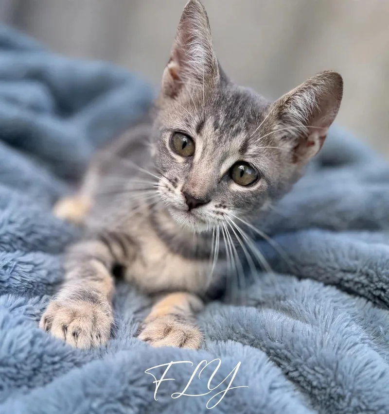 A baby small-sized male Tabby (Gray / Blue / Silver) Tabby cat named Fly for adoption in Homestead, FL