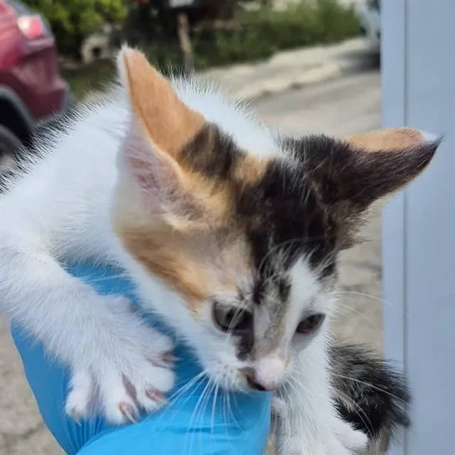 A baby small-sized female Domestic Short Hair cat named Peach for adoption in San Antonio, TX