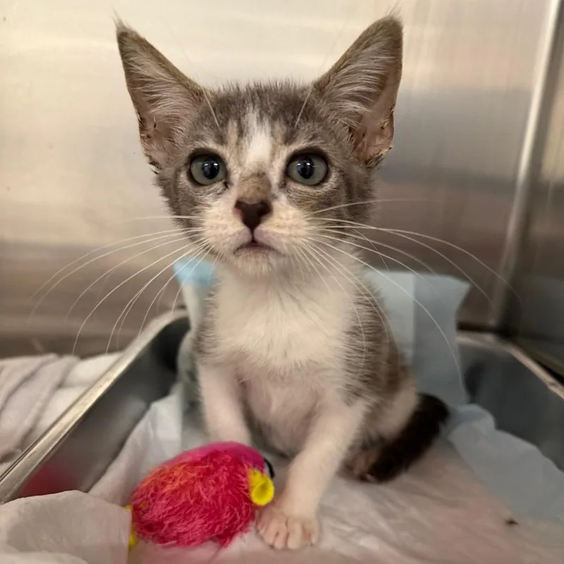 A baby small-sized male Gray / Blue / Silver Domestic Short Hair cat named Revv Boy for adoption in Austin, TX