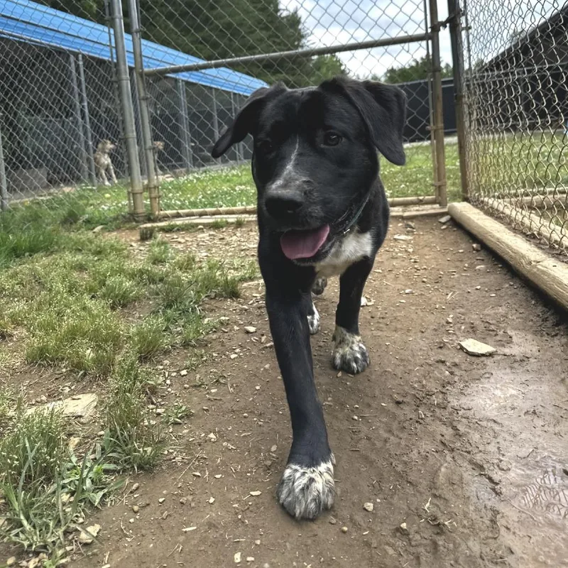 An adult medium-sized male Black Labrador Retriever dog named Fernando for adoption in Blue Ridge, GA