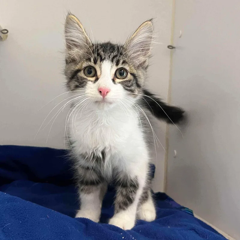 A baby small-sized male Brown / Chocolate Domestic Short Hair cat named Link for adoption in Oakland, CA