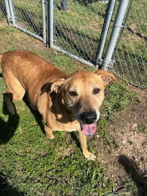 An adult large-sized female Labrador Retriever dog named Molly for adoption in Pasadena, TX