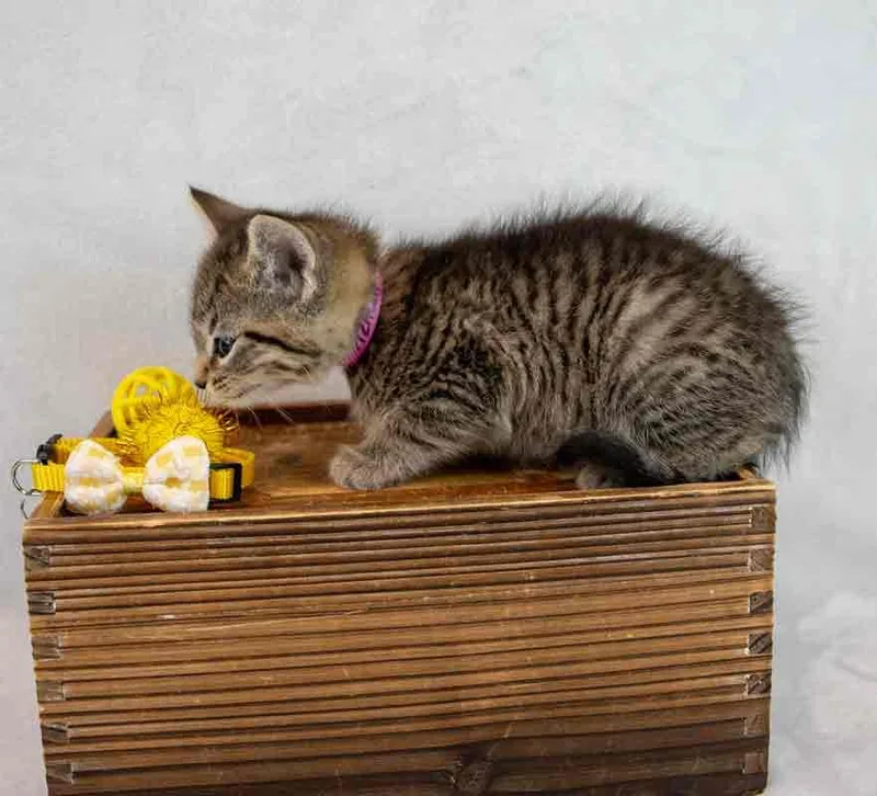 A baby medium-sized female Domestic Short Hair cat named Azalea for adoption in Kennesaw, GA