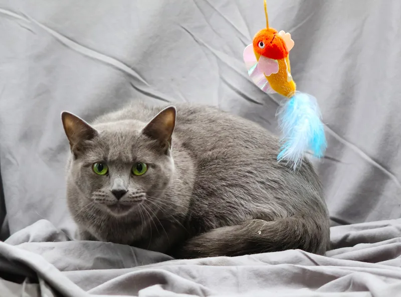 A young medium-sized female Russian Blue cat named Roxanne for adoption in Appling, GA