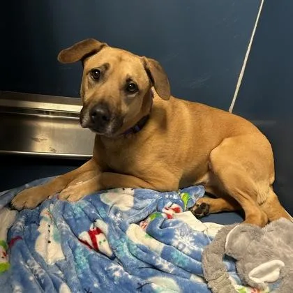An adult large-sized female Mixed Breed dog named Aurora for adoption in Merriam, KS