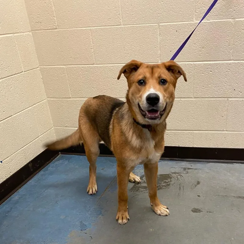 A young medium-sized male Brown / Chocolate Mixed Breed dog named Justin for adoption in Memphis, TN