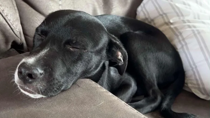 A young medium-sized male Mixed Breed dog named Artie for adoption in Coralville, IA