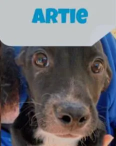 Artie thumbnail 2
