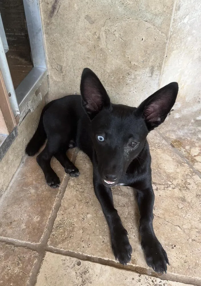 An adult small-sized male Black Terrier dog named Cole for adoption in Richmond, TX