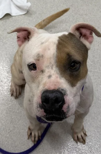 An adult medium-sized female Pit Bull Terrier dog named Brown Eyed Girl for adoption in Honolulu, HI