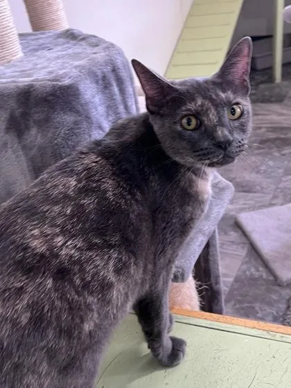 A baby small-sized female Domestic Short Hair cat named School for adoption in Houston, TX