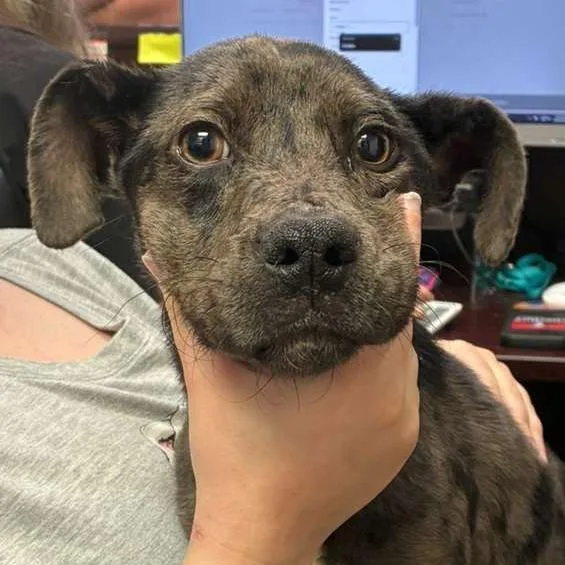 A young small-sized male Black Mixed Breed dog named Granite for adoption in Gadsden, AL